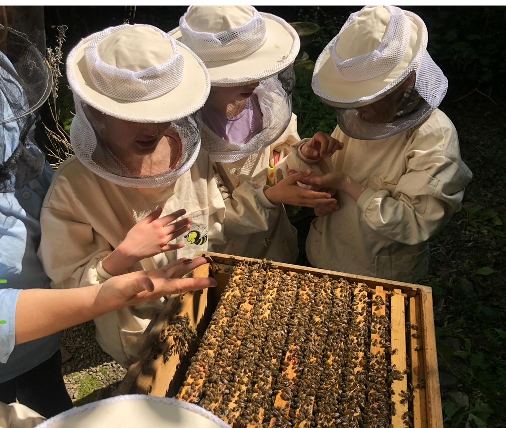 Schul AG Imkerei