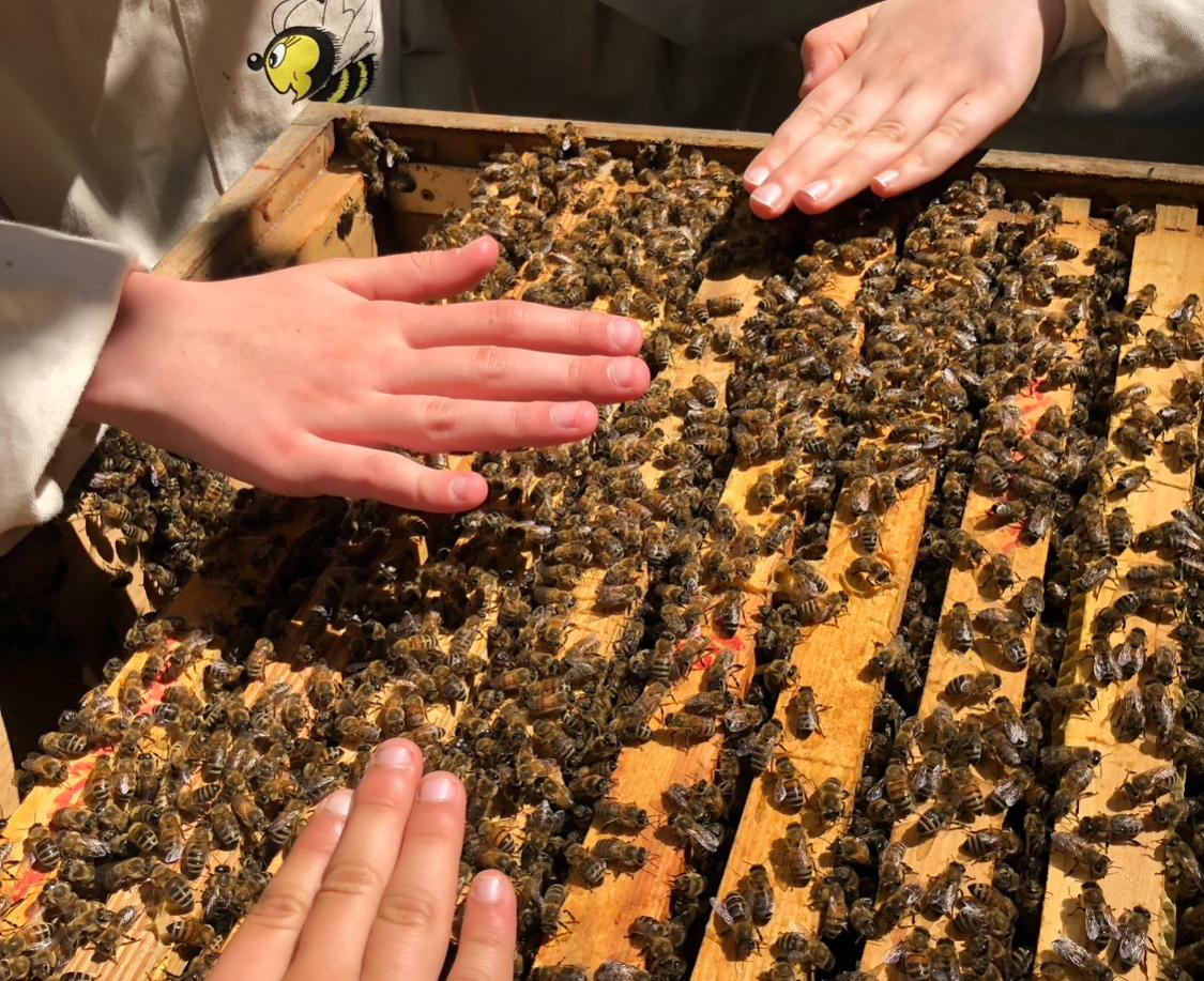 Kindergeburtstag in der Imkerei