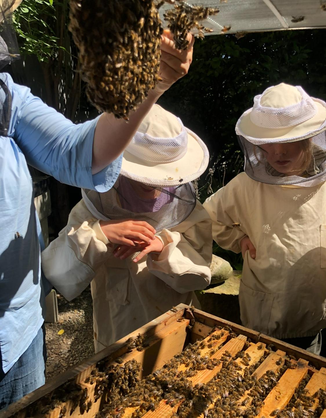 Bienenerlebnistag für Kindergärten und Schulen